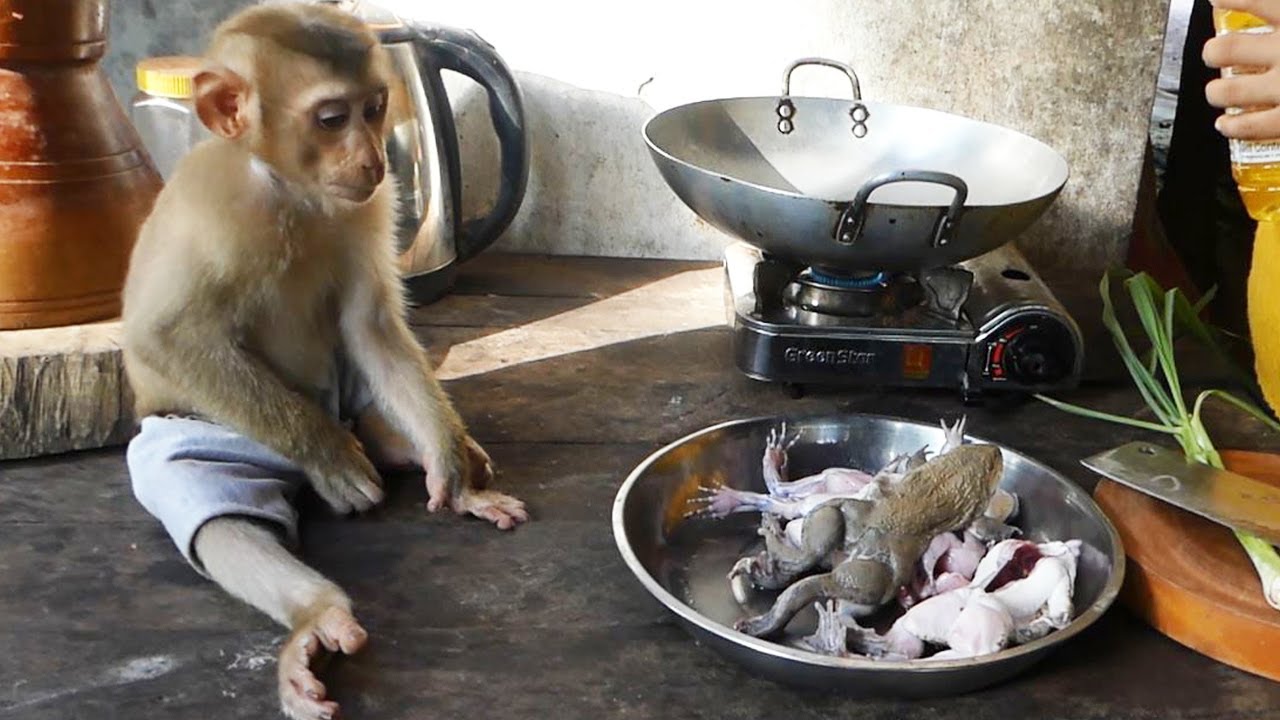 How To Cook A Monkey