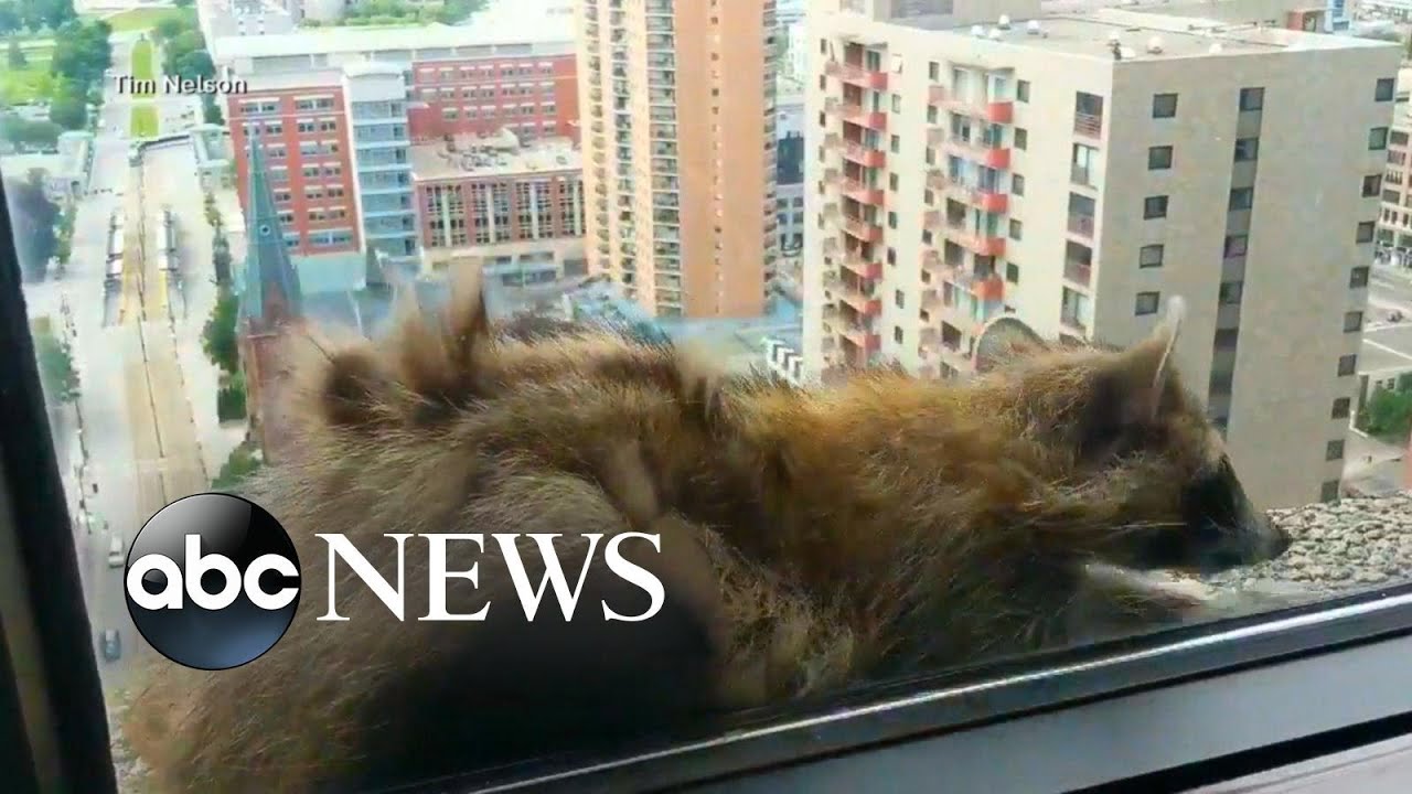 Raccoon scales more than 20-stories of office building - YouTube