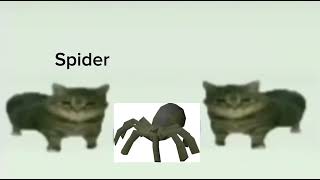 This Is A Spider