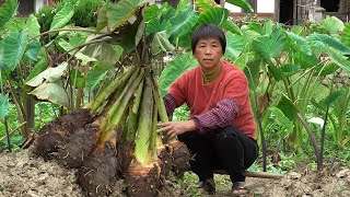 Pull out a bunch of big taro and make taro egg tarts, croissants and potato balls.