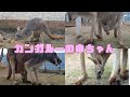 【兵庫 神戸どうぶつ王国】カンガルーの赤ちゃん