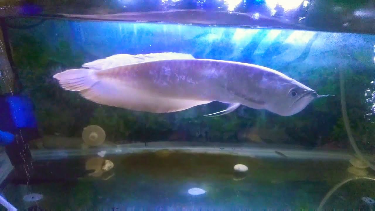 Ikan Arwana silver Brazil YouTube