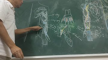 [GIẢI PHẪU 2019] CHI TRÊN - Bài 3.4 Đám rối cánh tay PHẦN 4/5 (TK QUAY) + CƠ VÙNG TAY SAU