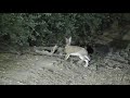 Cacería nocturna de liebres con rifle PR900 y M16  |  HARE HUNTING