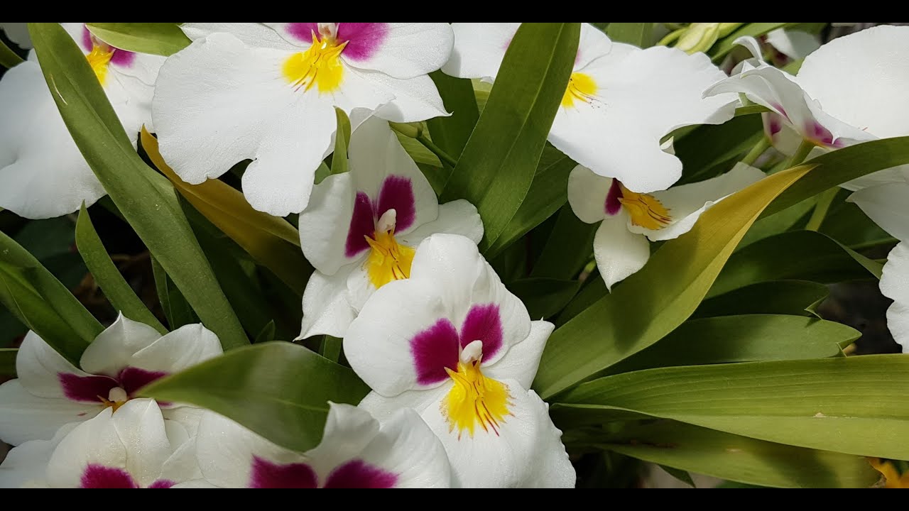 CUIDADOS DE ORQUIDEAS MILTONIA - thptnganamst.edu.vn