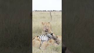 Lions Feeding on a Zebra Feast: Wildebeests Watching #lion #zebra #shortsafrica #100shorts2024