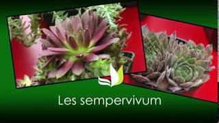 Kit 12 Sempervivum Succulentes Résistantes Au Froid – Plantes Faciles D'Entretien Intérieur & Extérieur Toute L'Année