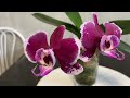 История одной орхидеи 🌸🌸🌸