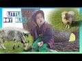 Little Boy Blue on the Farm | Farm Animals For Kids | Joseph&#39;s Life on the Farm