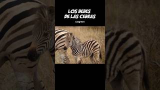 Los Bebés De Las Cebras 😍