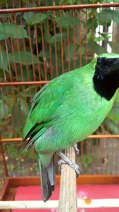 Jenis Burung Kicau Yang Populer Di Indonesia !!! #burungkicau #hobiburung #kicaumania