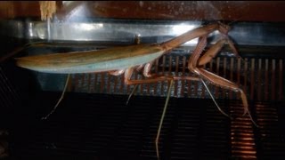 The life of a Chinese Mantis. My Female Chinese Mantis (Tenodera sinensis)

I just got a new camera and I'm getting used to it, so I'm using it in the next videos. (not long) ;)

The music is not mine but all the pictures are.

Please Like/comment!!!!!
Thx