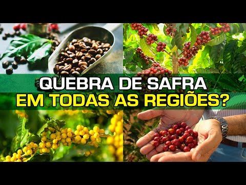 Como está a produção no Sul MG, Cerrado, Matas de Minas, Alta Mogiana, Espírito Santo e Sul da Bahia