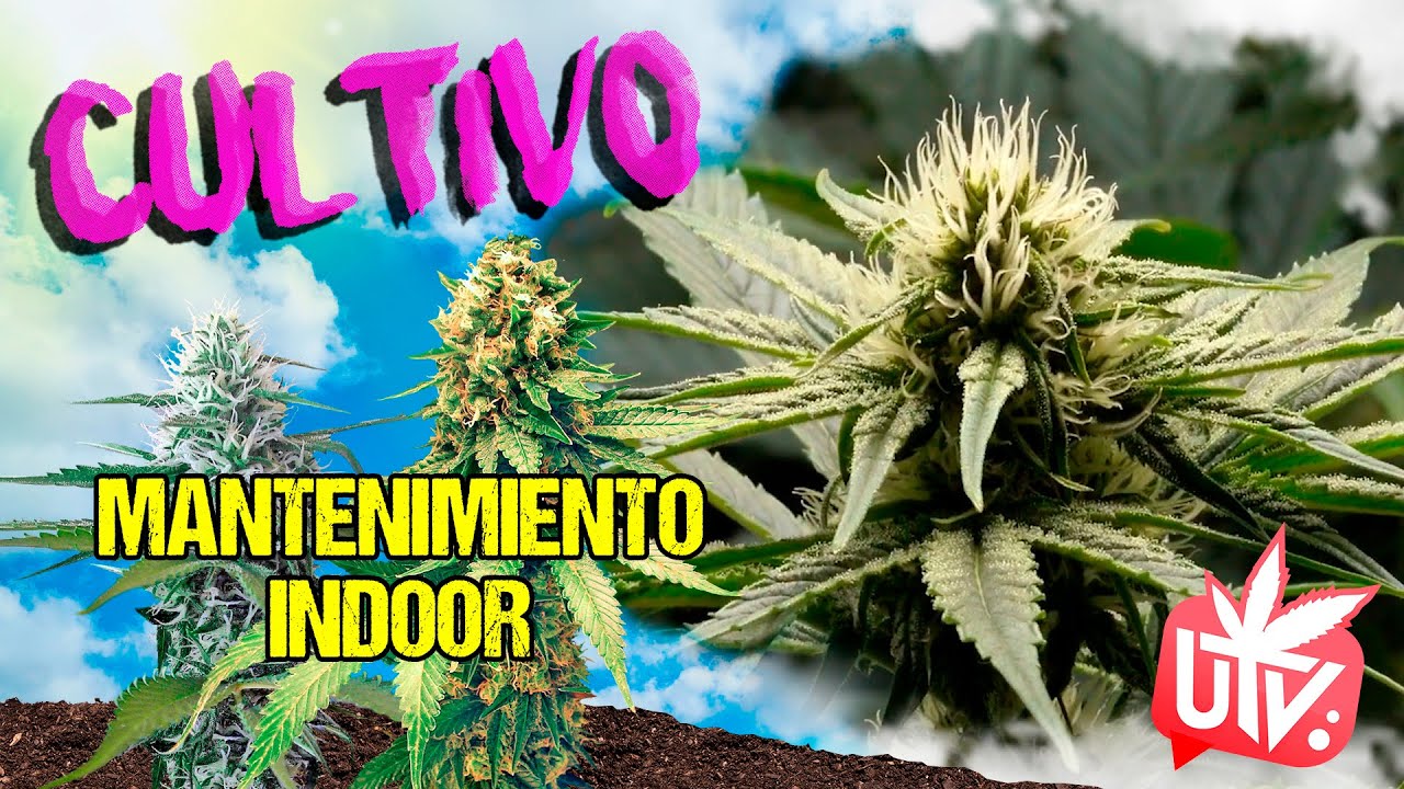 ¿CUIDAS tu ARMARIO de CULTIVO? 🛠10 trucos para el mantenimiento de tu INDOOR