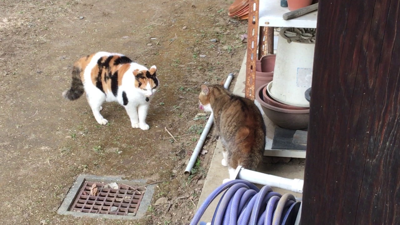 三毛猫ミーちゃん Vs 近所の猫ちゃん Youtube