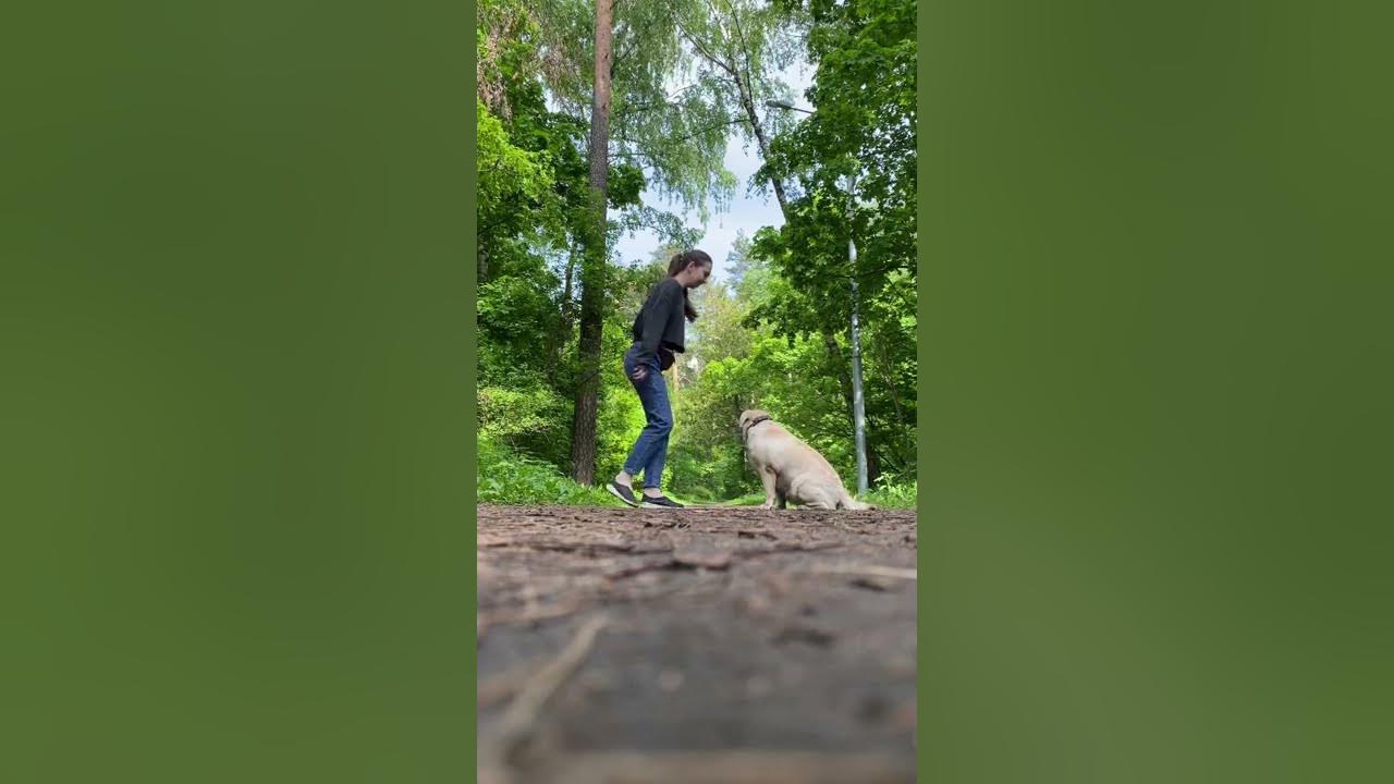 Палки мешались прогулка в лесу