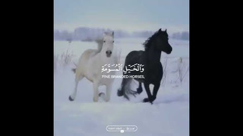 قرآن كريم - بصوت - عبدالرحمن مسعد سورة آل عمران