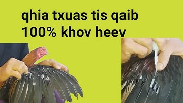 qhia txuas tis qaib 100% khov heev