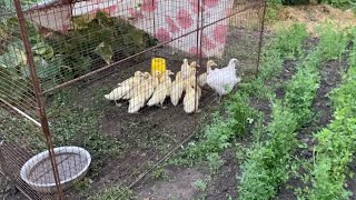 🍅ПОМИДОРЫ ФИТОФТОРА или ошибка полива?