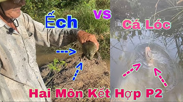 Cắm câu Cá Lóc vs Cắm Câu Ếch P2 dính quá dữ | Fishing Snake vs Fishing Frog | Tân Vlog