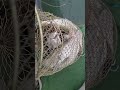 Ирганайское водохранилище Судак Форель