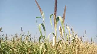 Millet bajra selection for seed production, fodder crops for livestock feed