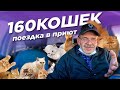 Доброе дело #3 Кошачий приют. ДЕД МАМОН. Архангельск. Работа в такси.