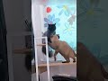 #Коту #Коши #Мых