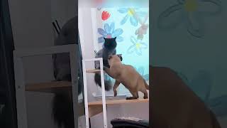 #Коту #Коши #Мых