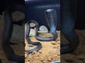 "Animales con VENENO en los lugares más raros"