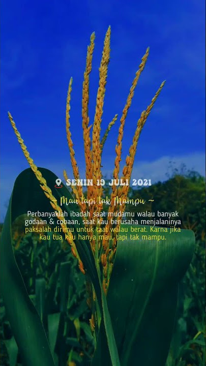 Story WA cinemetic Sholawat sedih hari senin, renungan islami edit by #VN #aesthetic #renugkanlah