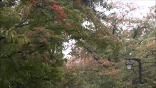 長岡天満宮の八条ヶ池周囲の道は 紅葉を愛でながら散策やジョギングする人々が見かけられます。 Way of Article Hachijo-ga-ike pond around Nagaoka-Tenman-gu.