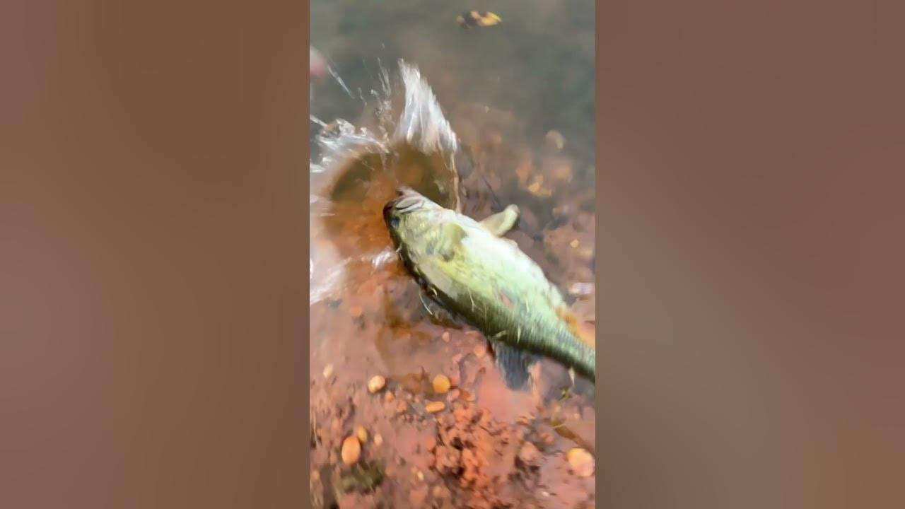 Release on 2 pound bass YouTube