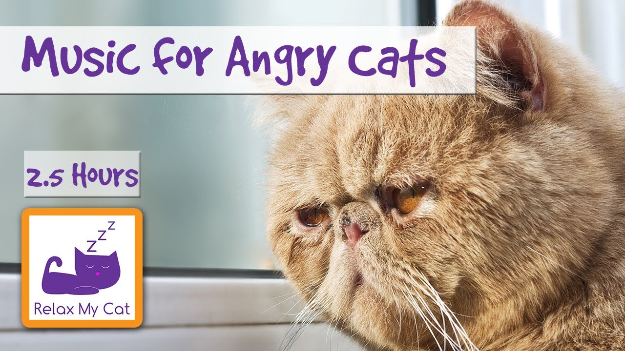 How to Calm an Angry Cat