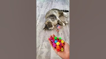 Cute Cat ASMR 💜🩷 Oddly Satisfying Reverse Video #shorts #oddlysatisfying