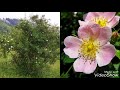 Rose Dog ( Rosa Canina ) Maces