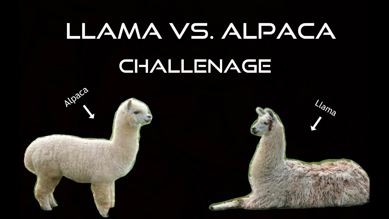 The Llama vs Alpaca Challenge - YouTube