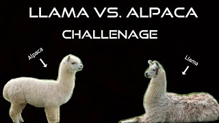 The Llama vs Alpaca Challenge.