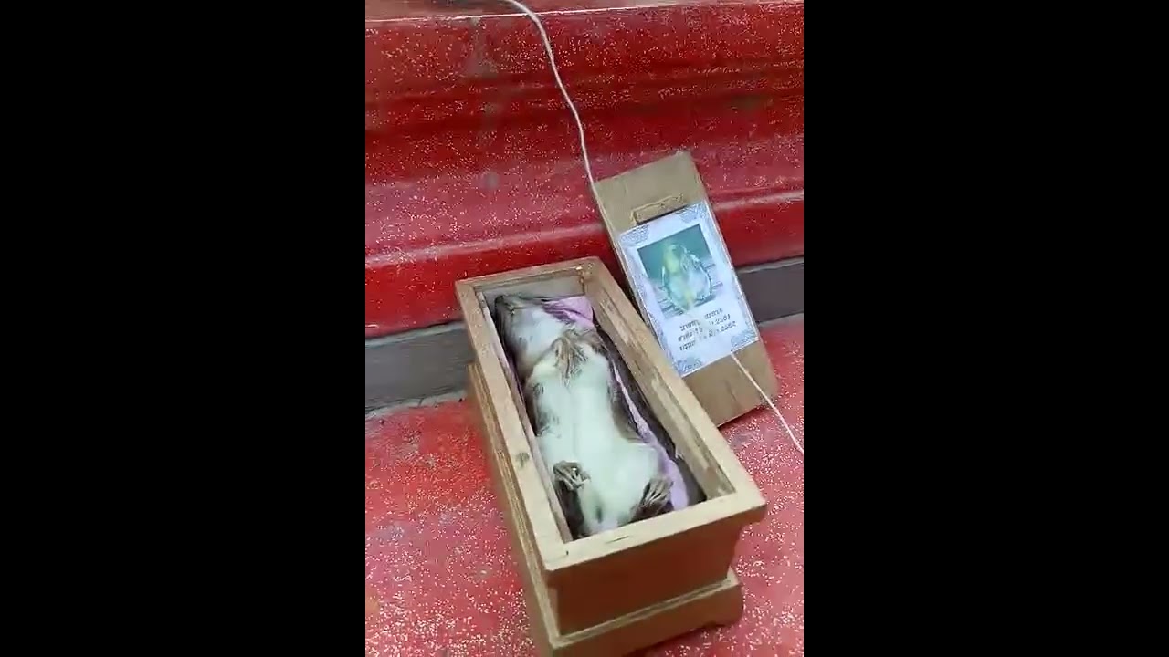 ประชุมเพลิงศพ หนู โลงทอง..