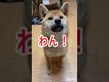 やればできる！ちっちゃくワンの巻　#柴犬まる# #柴犬 #犬