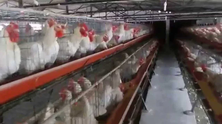 50 KW Electricity / Power Generation Plant from BIO GAS ( Biogas from Poultry Litter / Waste