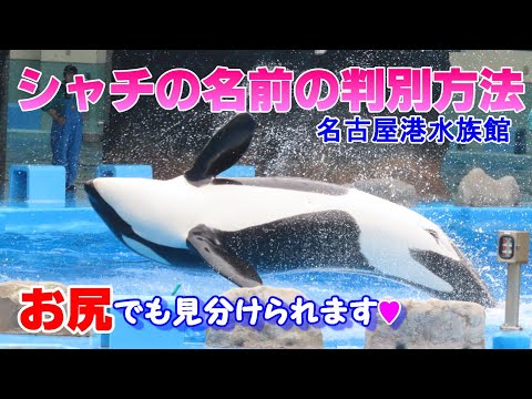 シャチの判別方法 名古屋港水族館 - YouTube