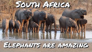 Elephants are amazing | South Africa | Only Nature & Wildlife | Mapungubwe, Marakele & Kruger Park