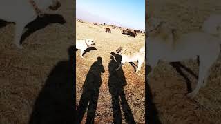 Sivas Kangal Köpekler