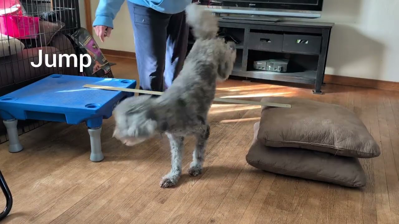 Show us what you love challenge - Prince '26