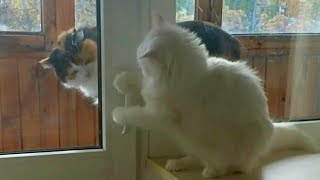 Funniest Turkish Angora cat  will make you laugh by Lovely Funny Cats 733 views 2 years ago 1 minute, 3 seconds