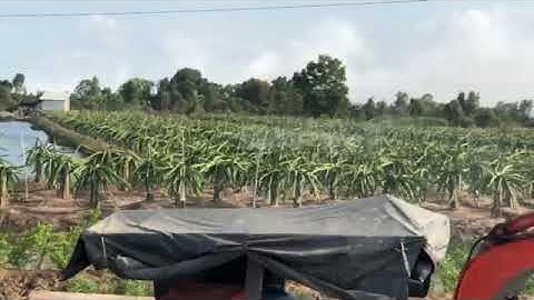 HỆ THỐNG TƯỚI THÔNG MINH 3 TRONG 1: TƯỚI PHÂN, PHUN THUỐC, TƯỚI NƯỚC Ở TRANG TRẠI 6 HA Ở TIỀN GIANG