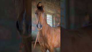 Ha taro power  || horse riding || #shorts #short_video #viral #horse