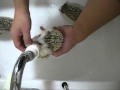 Как правильно помыть ёжиков? | How to wash hedgehogs?