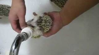 Как правильно помыть ёжиков? | How to wash hedgehogs?